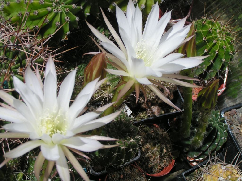 Echinopsis polyancistra